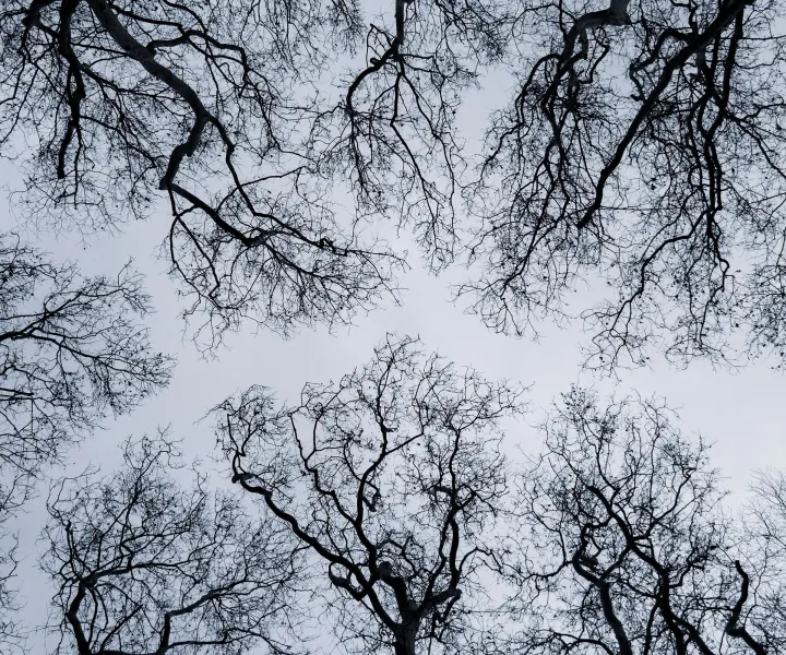 © Taha Yasir Yöney
